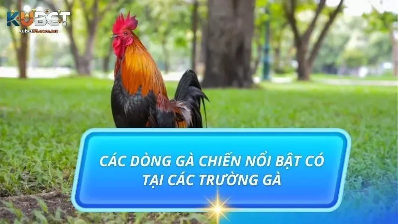Các dòng gà có mặt trong trò chơi chọi gà cựa sắt