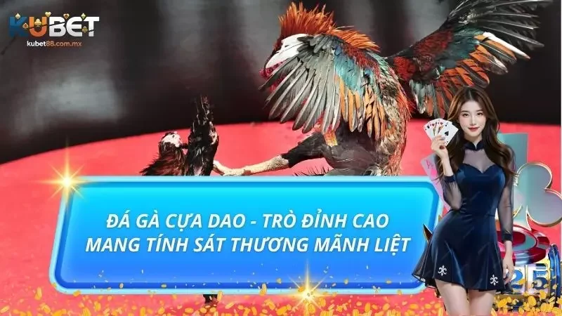 Đá Gà Cựa Dao - Trò Đỉnh Cao Mang Tính Sát Thương Mãnh Liệt