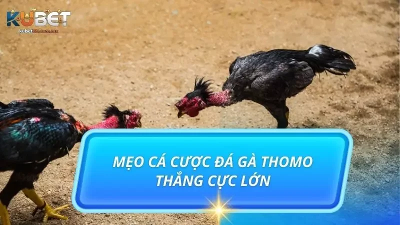 Những mẹo cược siêu hay được chuyên gia hé lộ cho newbie